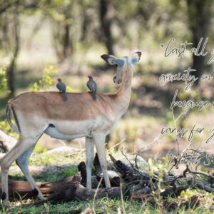 1 Peter 5:7 Impala Print featuring a South African impala with two birds perched on its back as it gazes into the distance. The Bible verse 'Cast all your anxiety on him, because he cares for you.' is written on the side in cursive handwriting.